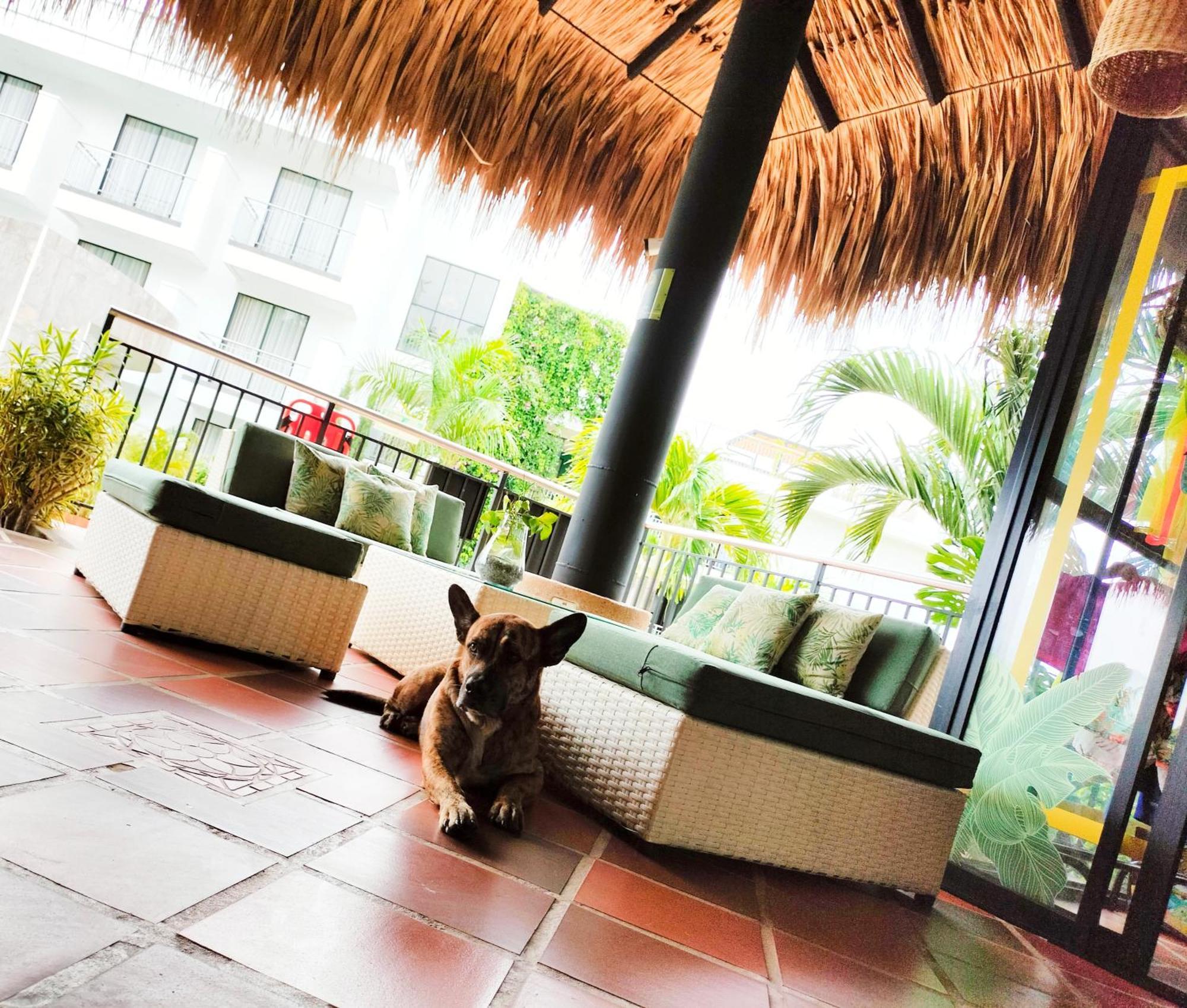 Hotel Arboreo Doradal Extérieur photo