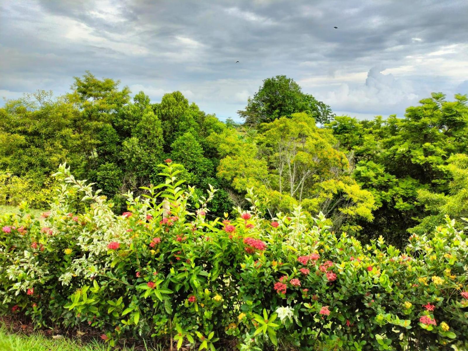 Hotel Arboreo Doradal Extérieur photo